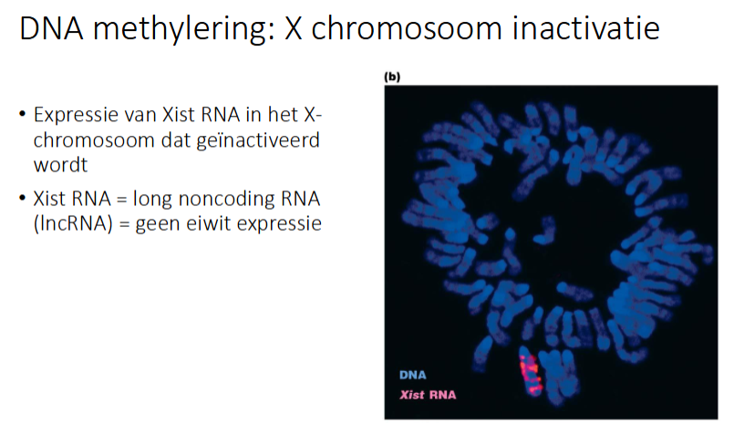 <p>Expressie van Xist RNA in het X-chrom dat geïnactiveerd wordt</p><p>Xist RNA = lncRNA (long noncoding RNA) → geen expressie</p><p></p><p>op foto: 1 X-chrom met Xist RNA</p>
