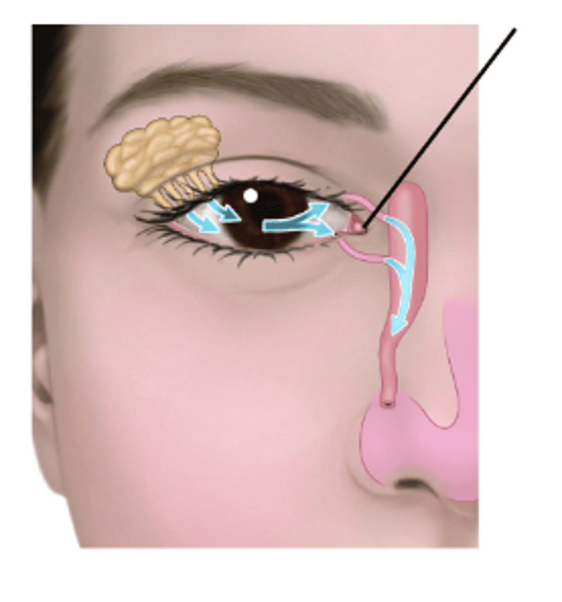 <p>Identify structure.</p>