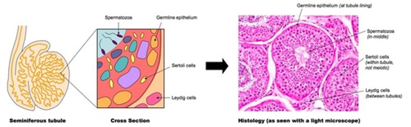 <p>These are cells that will nourish sperm in the seminiferous tubules</p>