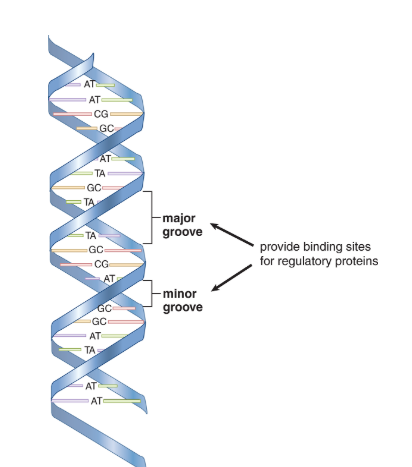 <p>- The double helix of most DNA is a right-handed helix, forming what is called B-DNA.</p><p>- The helix in B-DNA makes a turn every 3.4nm and contains about 10 bases within that span.</p><p>- Major and minor grooves can be identified between the interlocking strands and are often the site of protein binding.</p>