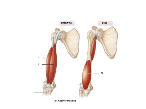 <p>identify the muscles 1-3</p>