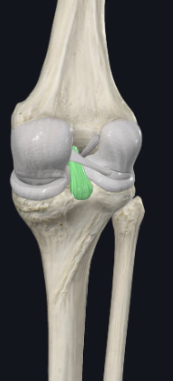 <p>__ ligament</p>