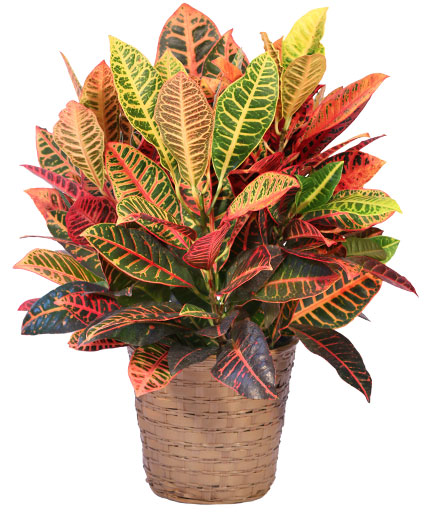<p>Croton, Joseph’s Coat</p>