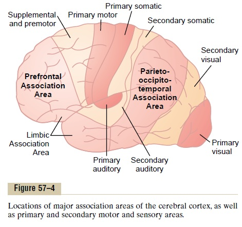 <p>location = parietal, occipital, temporal lobes</p><p>function =</p><p>-integrates sensory output from the 3 lobes</p><p>-important in language understanding</p>