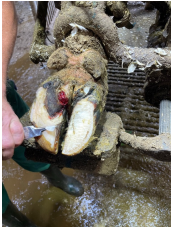 <p>AKP store husdyr blok 3 23/24</p><p>Denne ko er halt og landmanden vil gerne vide hvorfor. Du undersøger koen i klovboks. Hvad er den sandsynlige årsag til haltheden?</p><p>1 Interdigital dermatitis </p><p>2 Tynd sål </p><p>3 Digital dermatitis </p><p>4 Sålesår</p>