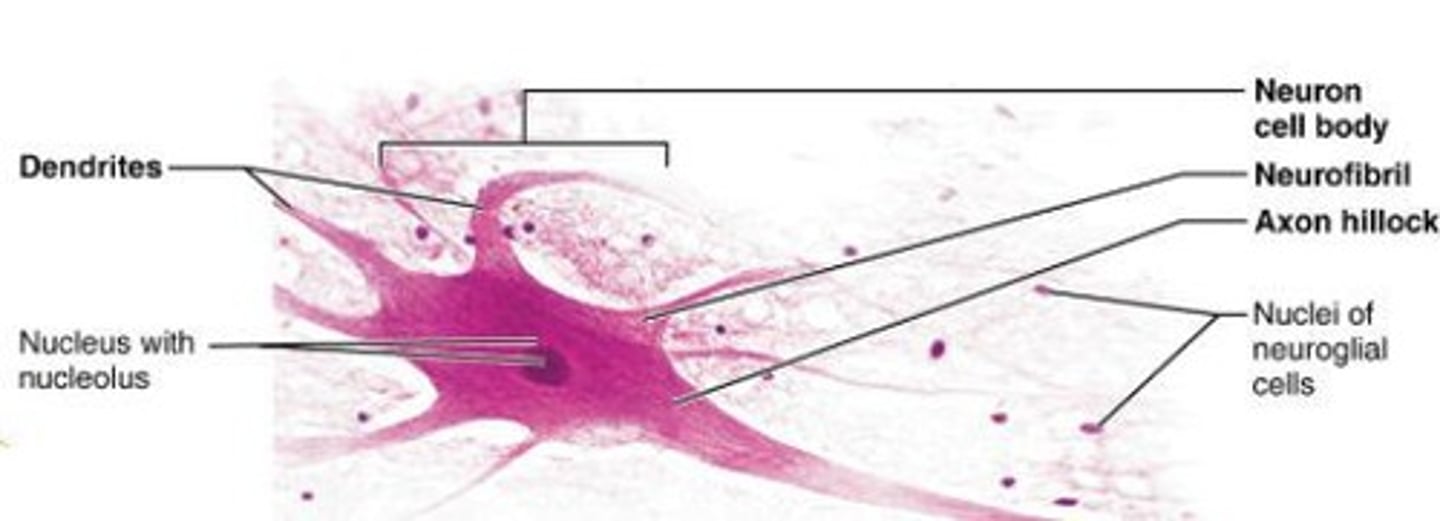 <p>Nerve cells specialized for intercellular communication.</p>