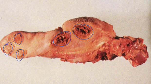 <p>what is the image showing?</p>