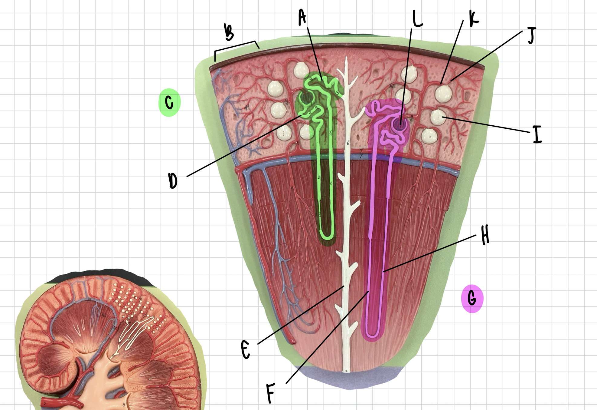 <p>E</p>