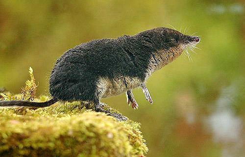 <p><em>Sorex palustris</em></p>