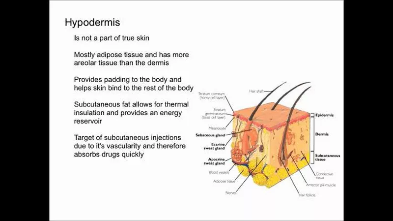 <p>c) Anchoring the skin and insulation</p>
