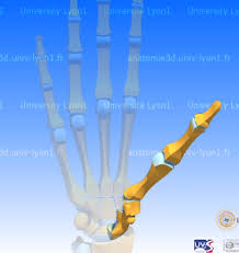 <p><span><span>the </span></span><strong>thumb</strong></p>