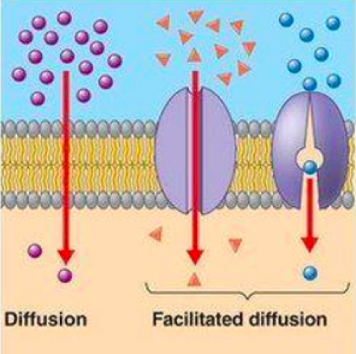 <p>active or passive transport?</p>