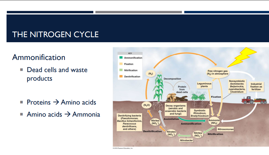 <p>What is ammonification? Describe how it works in the nitrogen cycle. </p>
