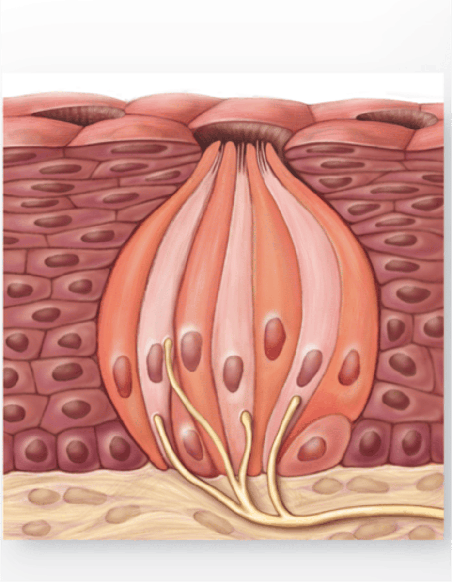 <p>Receptors that detect chemicals; involved in taste (taste bud) and smell (olfactory receptors)</p>