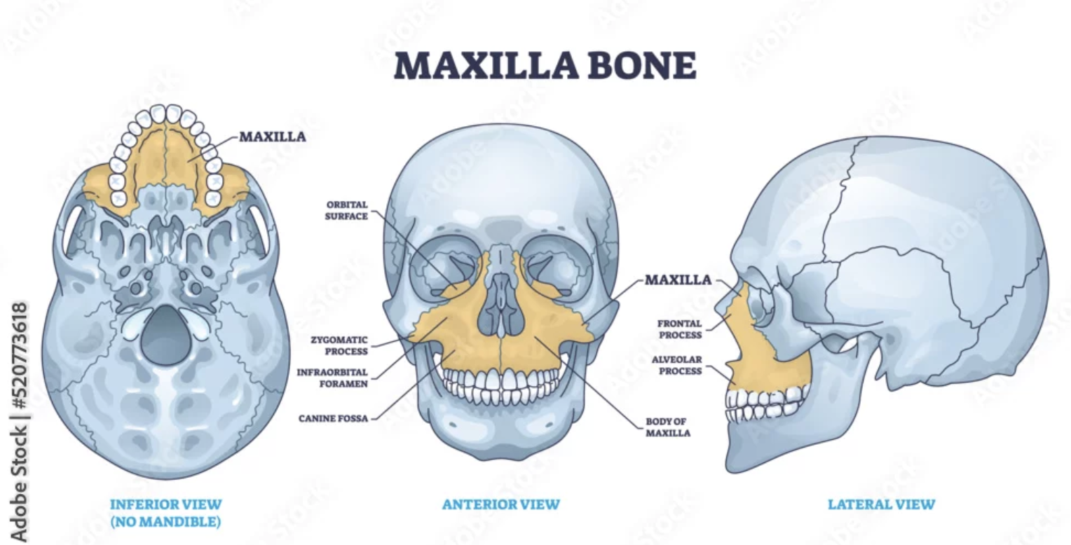 <p>Keystone facial bones because they articulate with all other facial bones except the mandible form the upper jaw and the hard palate, orbits, and nasal cavity  </p>