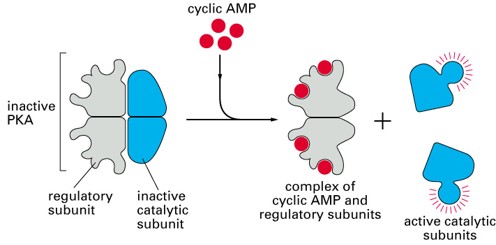<ul><li><p>2 regulatory subunits that bind to cAMP </p></li><li><p>2 catalytic kinase subunits that phosphorylate protein substrates (serine, threonine residues)</p><ul><li><p>Alters protein activity/function</p></li></ul></li></ul><p></p>