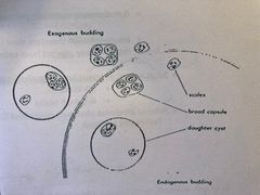 <p>What metacestode form is this? It is the most complex larval form of tapeworms, it can produce multiple tapeworms</p>