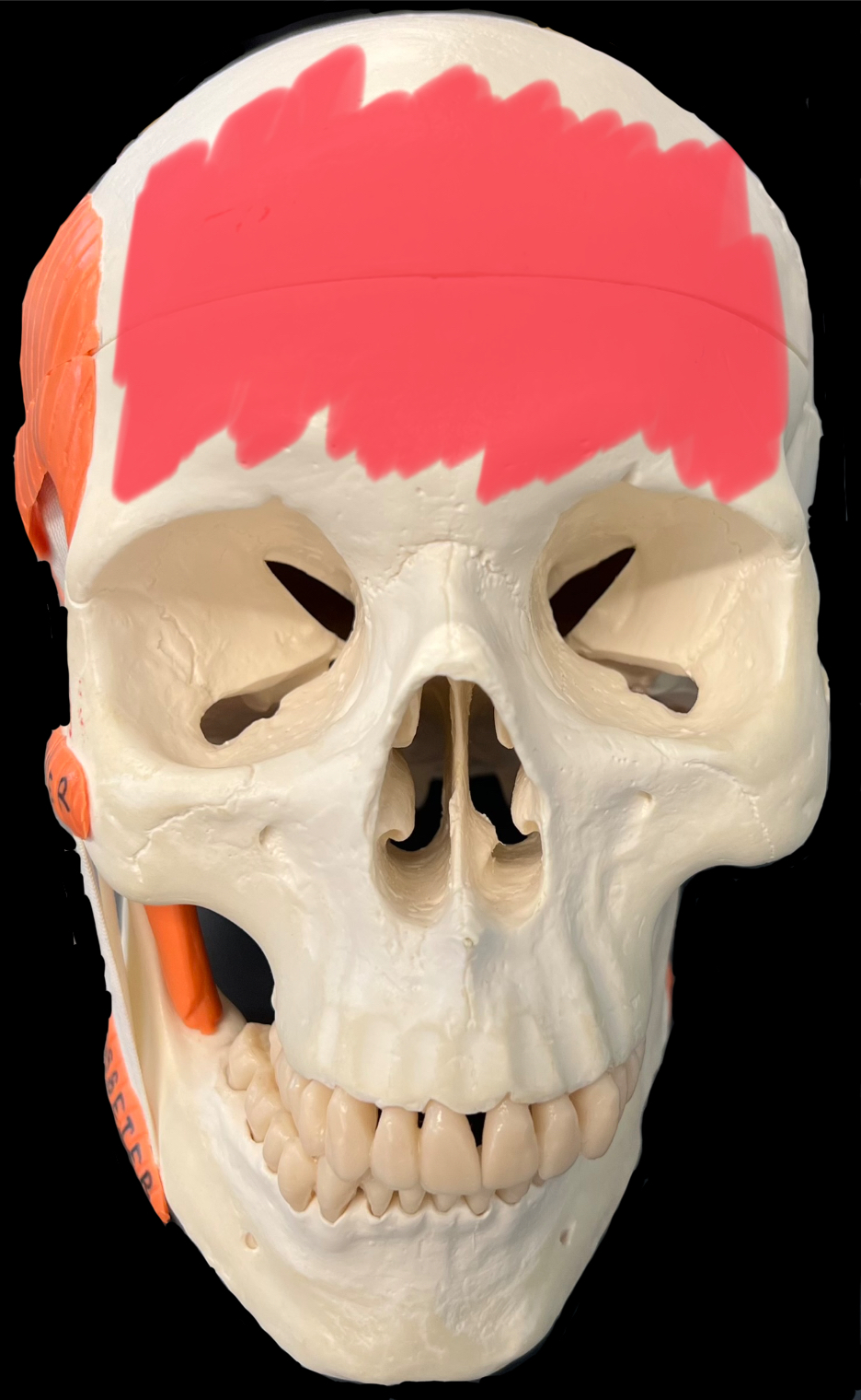 What is highlighted in red?