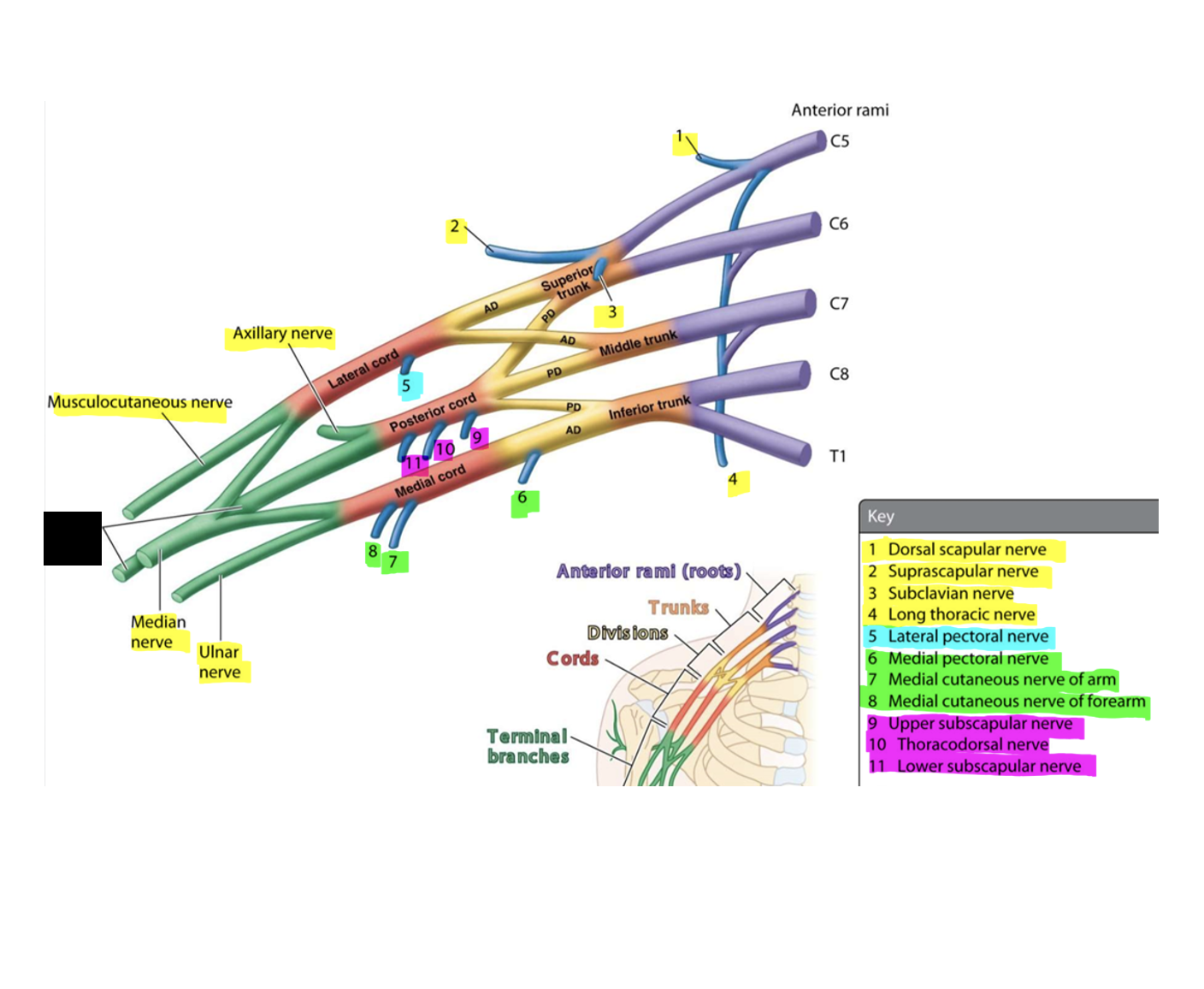 knowt flashcard image