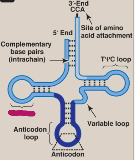 <p>What is this part of tRNA?</p>