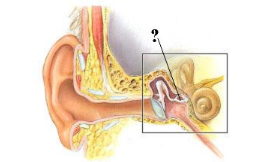 <p><span>Identify the indicated structure.</span></p>