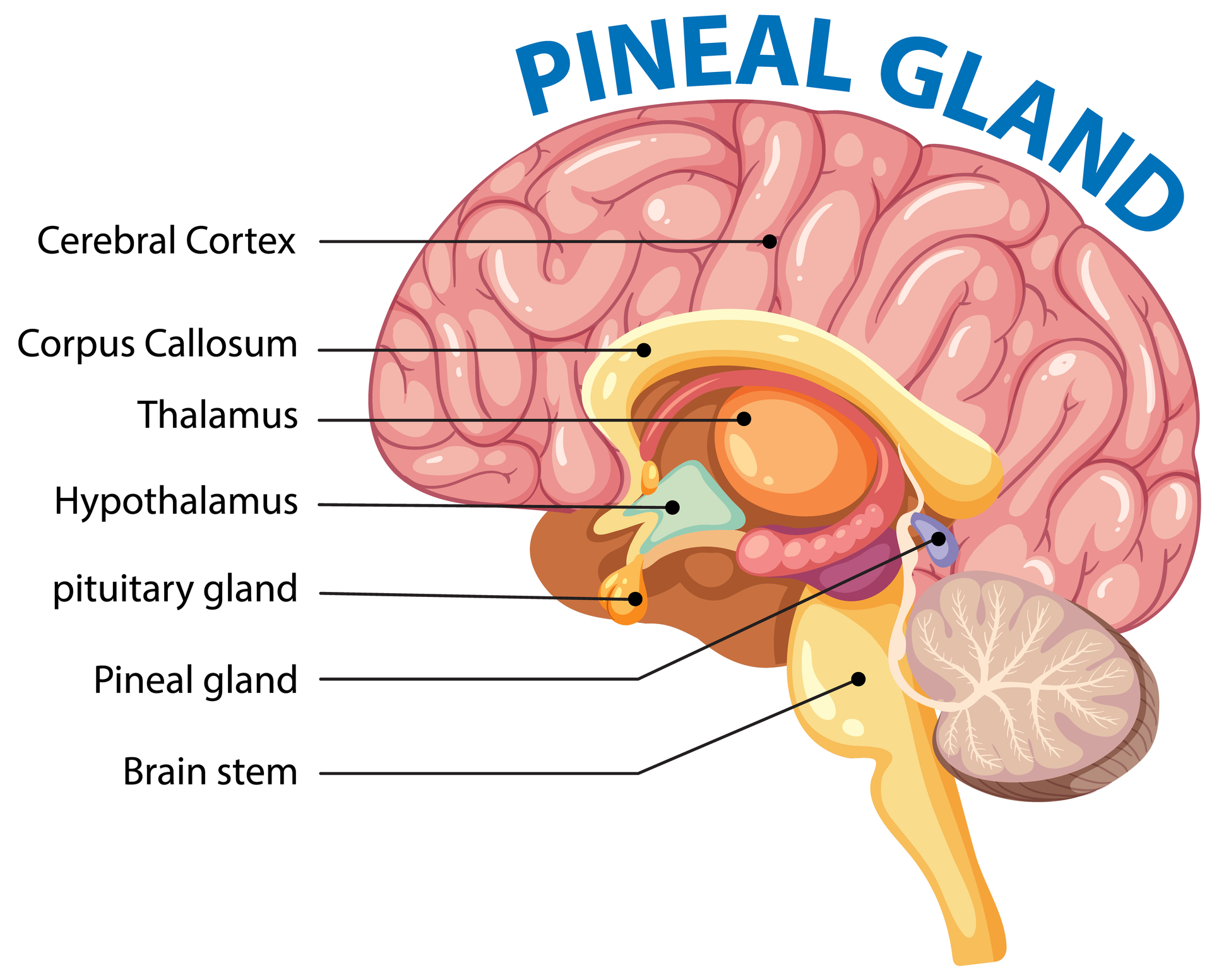 <ul><li><p>inside the brain, middle</p></li><li><p>relay station of all incoming motor &amp; sensory info, ur 5 (except smell) senses are processed here</p></li></ul><p></p>