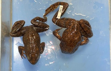 <p>Tarahumara frog</p><p>wiped out in 1983 due to chytrid fungus</p><p>indistinct dorsolateral folds</p><p>indistinct tympanum</p><p>rough skin</p><p>dark bars on hind limbs</p><p>webbed hind feet</p>