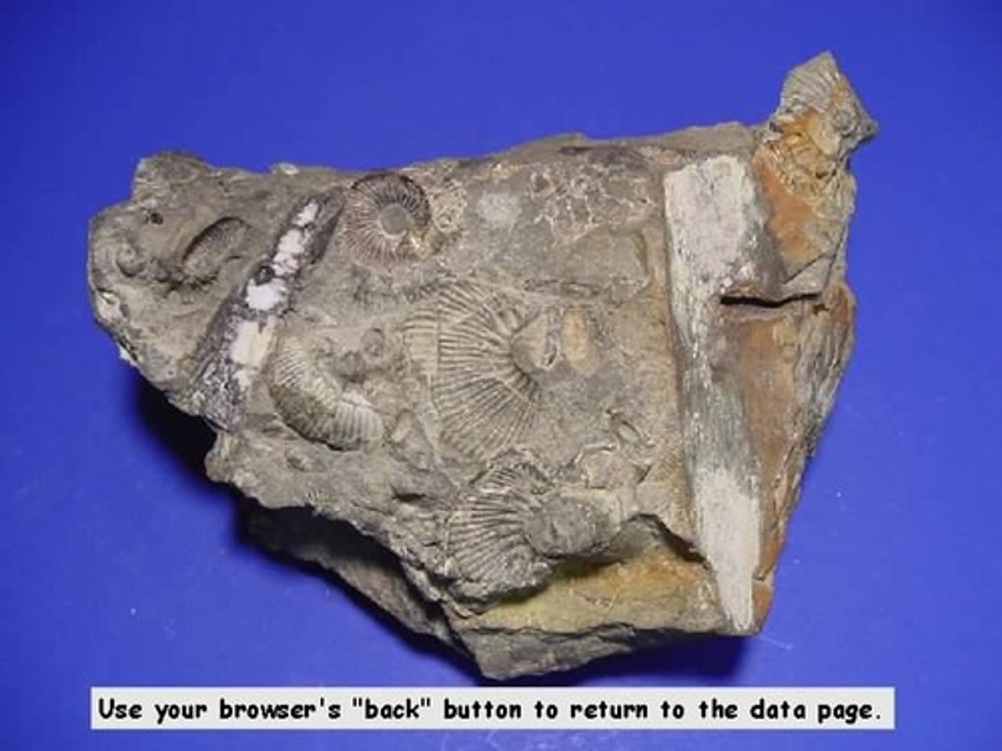 <p>Contains sand-sized sediment. Numerous fossils. Probably reacts with acid bc of calcium carbonate presence.</p>