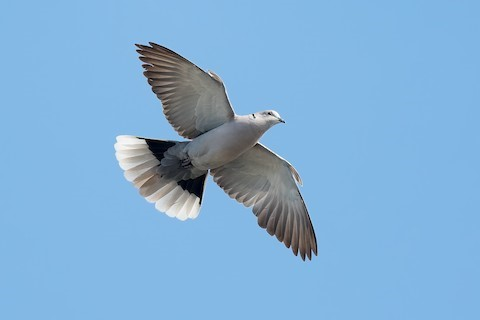 <p><em>Eurasian </em>Collared Dove</p>