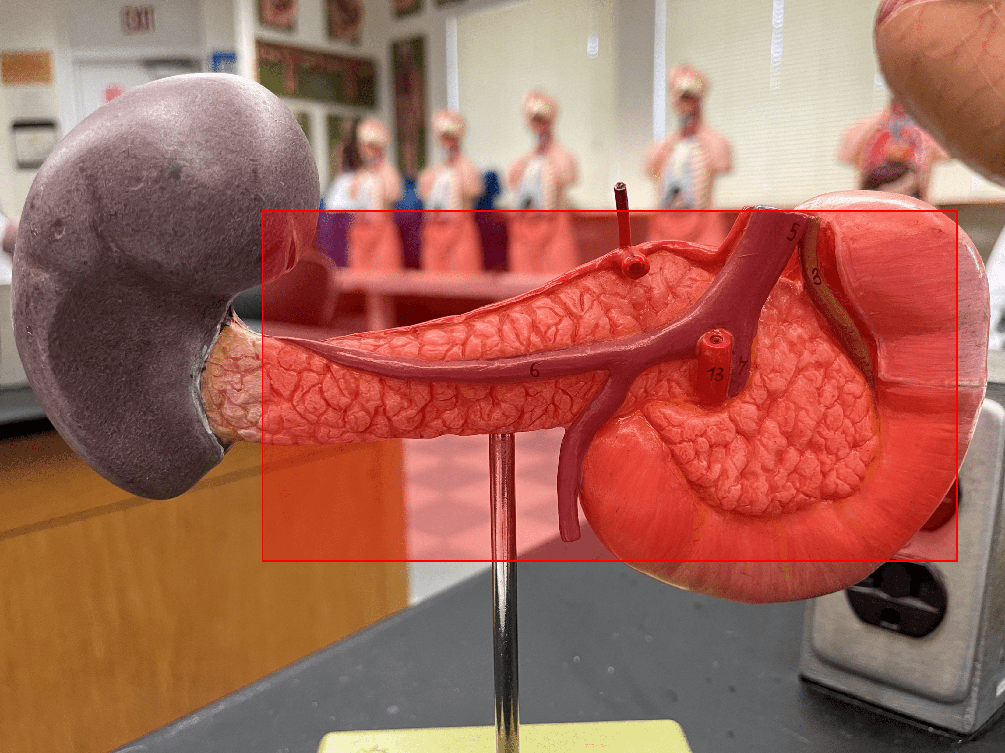• An organ located within the abdominal cavity posterior to the stomach and proximal end of the duodenum.

• Composed of a head, body, and tail.

• Secretes digestive enzymes and hormones.