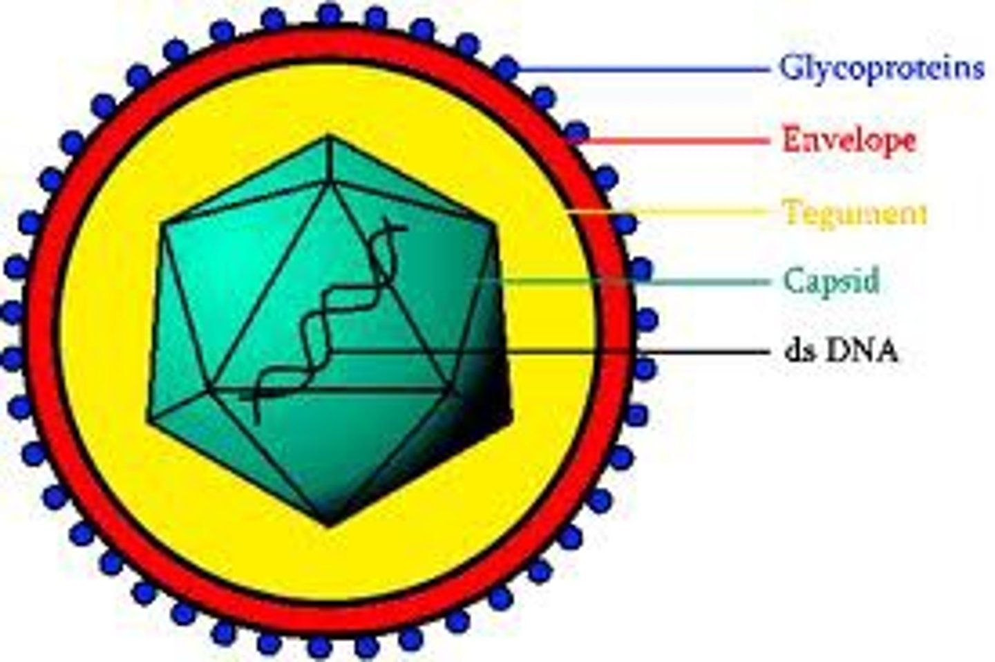 <p>complete, fully developed viral particle composted of a nucleic acid, protein coat, and sometimes an envelope</p>