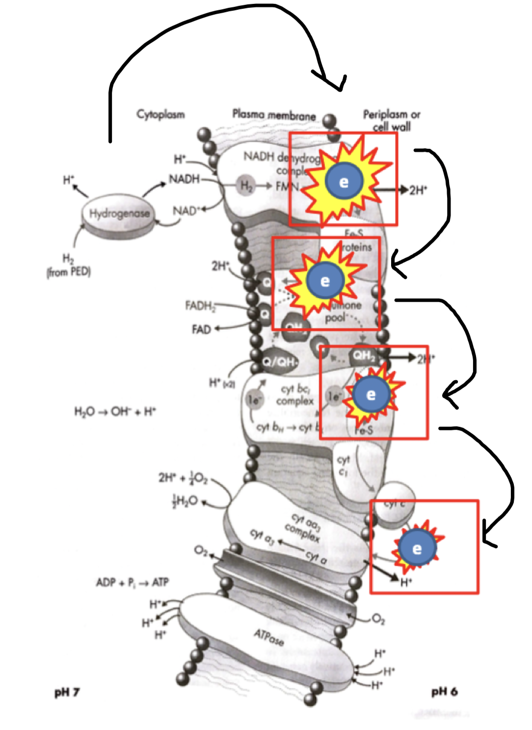 Does steps down the redox tower in little bursts 

* Donates to a NADH small amount of energy to pump the proton out


* Then goes through the quinone system
* Then transferred to cytochrome bc complex
* Transported to cytochrome C

      

      

     