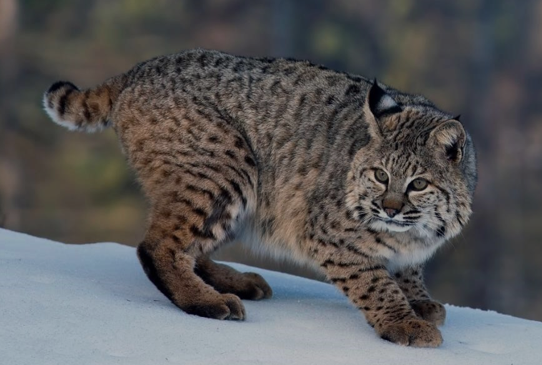 <p>Bobcat</p>