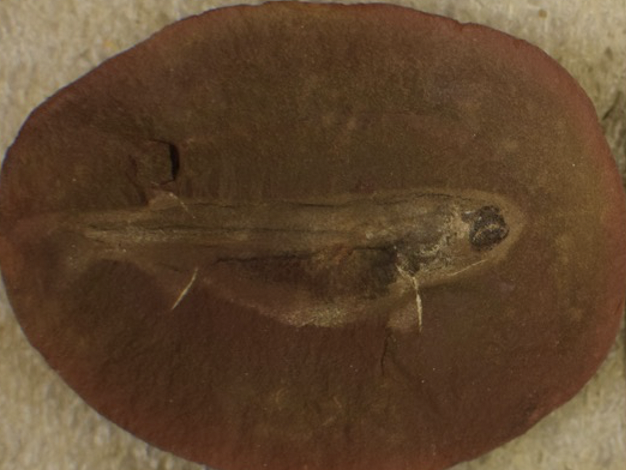 <p>what is this?</p>