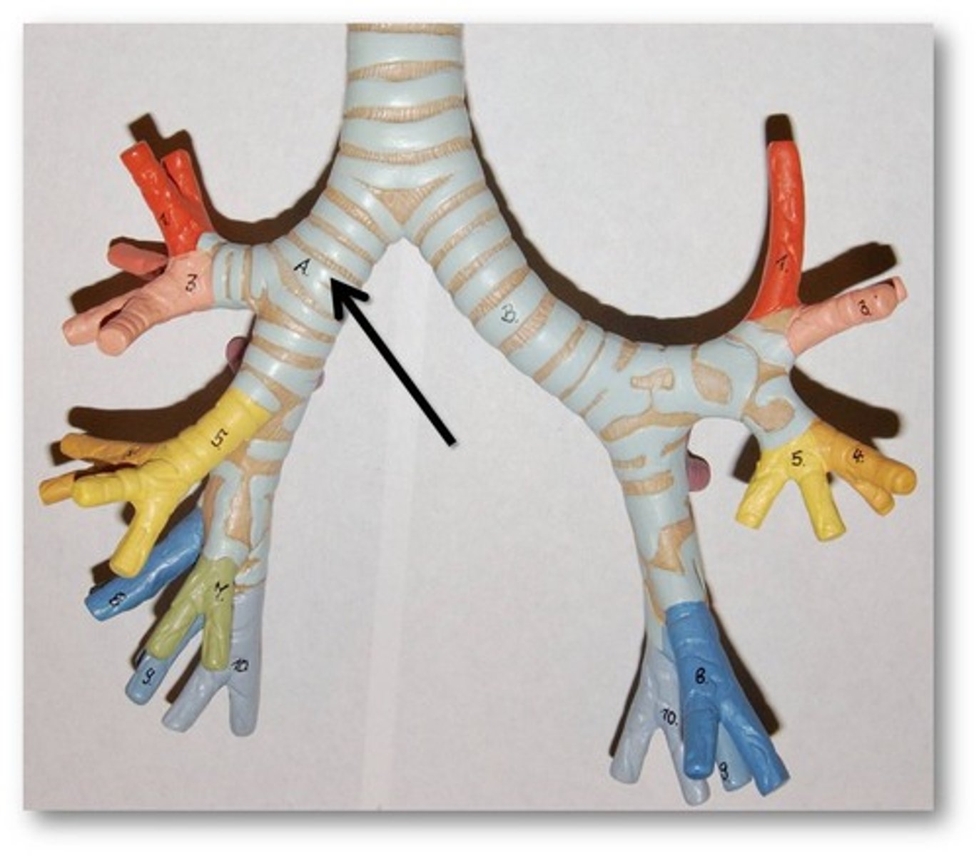 <p>Two short branches at the lower end of the trachea that carry air into the lungs</p>