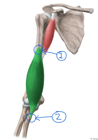 <p>What muscle is this? Label it.</p>