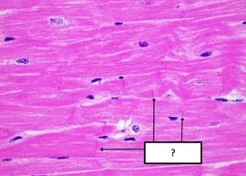 <p>what contractile structure of the heart?</p>