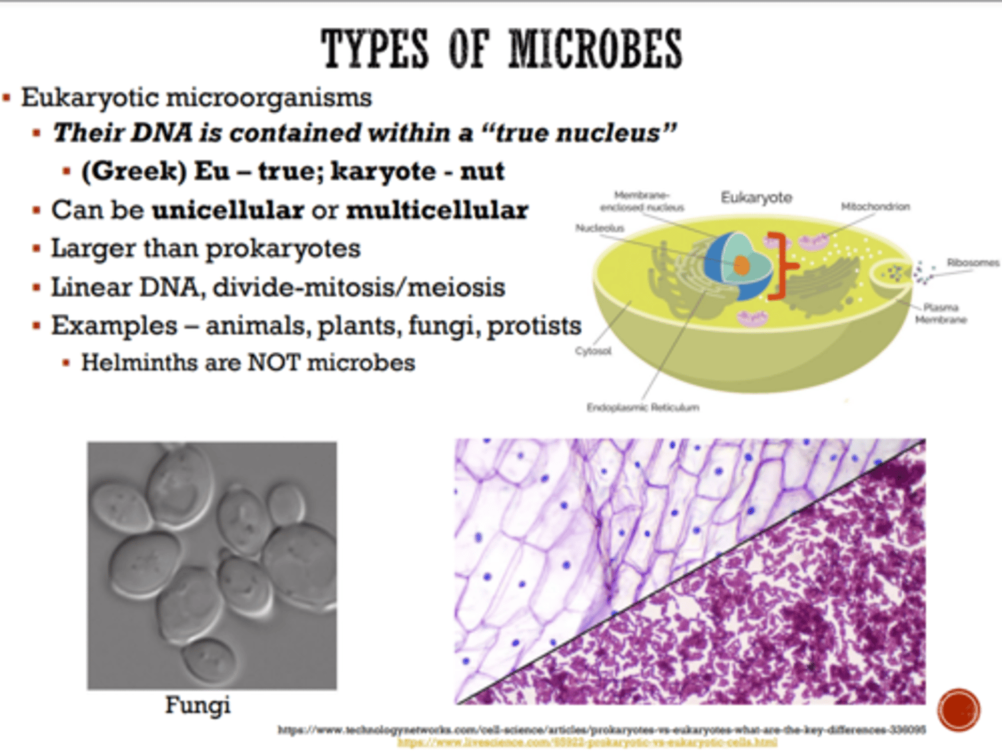 <p>Eukaryotic microorganisms</p><p>Their DNA is contained within a "true nucleus"</p><p>Eu - true; karyote - nut</p><p>Can be unicellular or multicellular Larger than prokaryotes</p><p>Linear DNA, divide-mitosis/meiosis</p><p>Examples - animals, plants, fungi, protists</p><p>Helminths are NOT microbe</p>