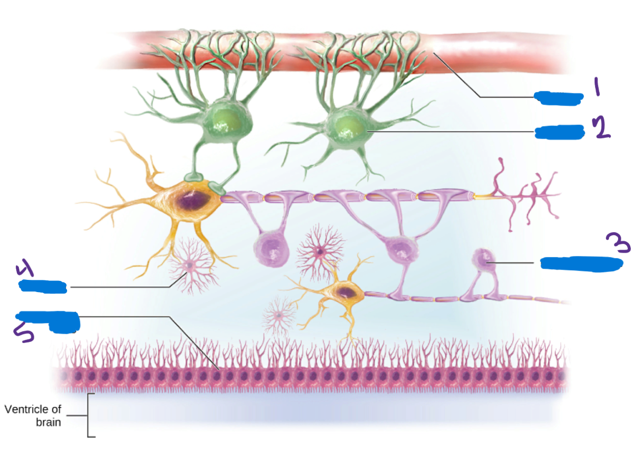 <p>What’s #5?</p><ul><li><p>Cells help produce and circulate<strong> cerebrospinal fluid</strong></p></li><li><p><strong>CNS</strong></p></li></ul>