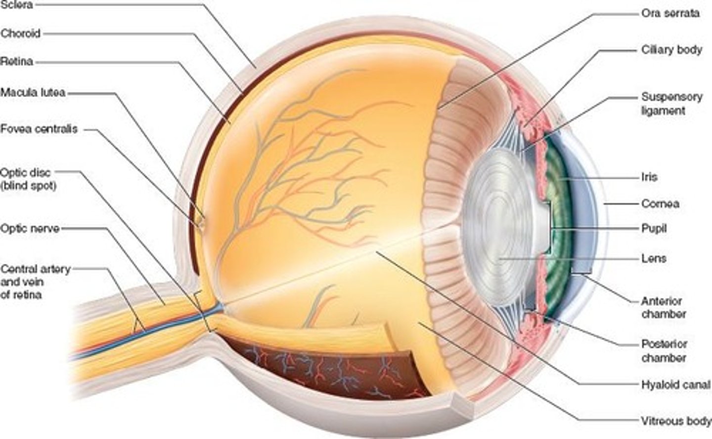 <p>White part of the eye, provides shape and support.</p>