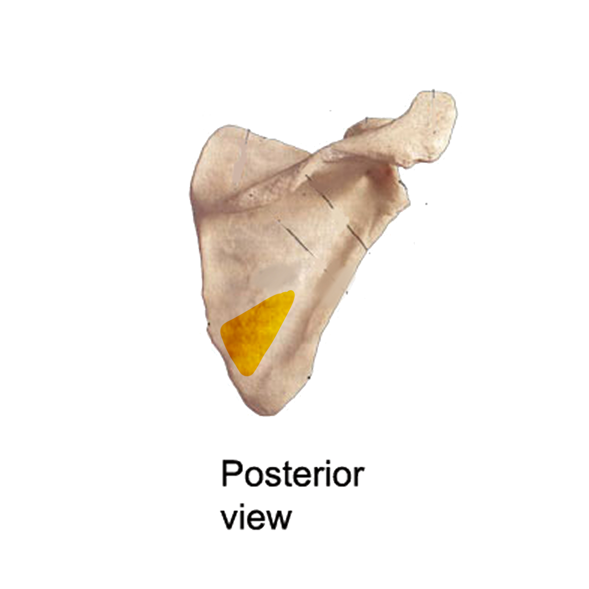 <p>Name the highlighted portion of the scapula</p>