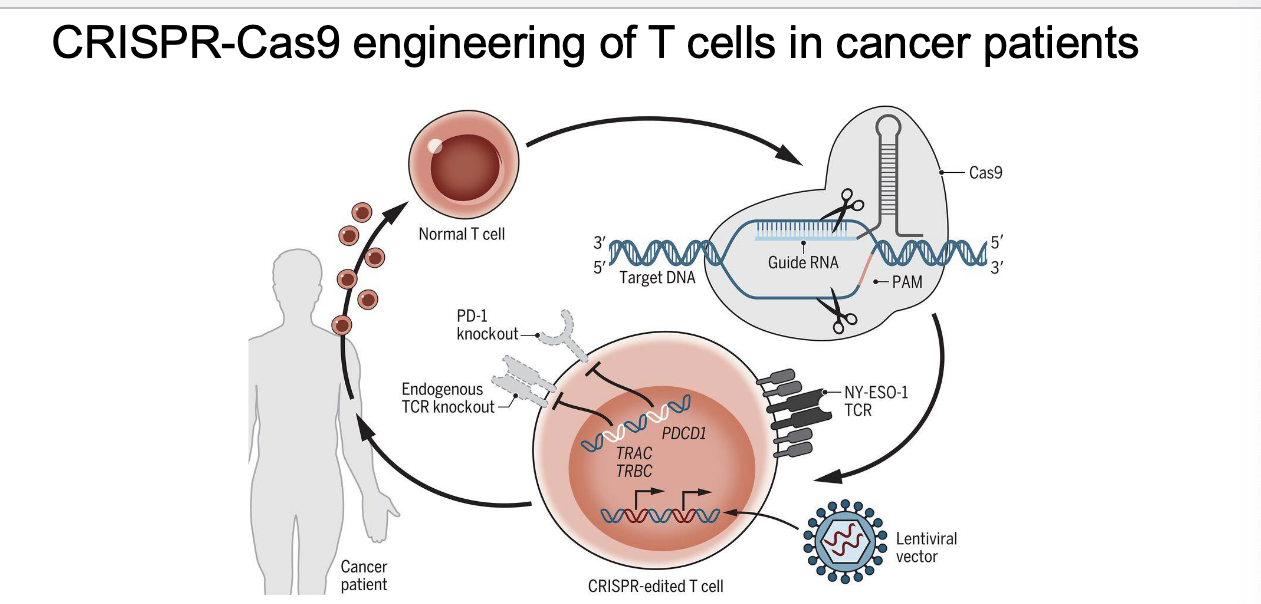 <ul><li><p>steps in cycle</p><ul><li><p>collect T cells</p></li><li><p>CRISPR used to make 3 main changes</p><ul><li><p>PD-1 knockout → PD-1 normally turns OFF T cells and tumors exploit this </p></li><li><p>TCR knockout → to prevent T cells from accidentally attacking normal tissues</p></li><li><p>insert new TCR (lentivirus vector) → recognizes cancer-specific antigen and helps T cells find and kill cancer cells</p></li></ul></li><li><p>return edited T cells into patient</p><ul><li><p>stay active → b/c PD-1 is gone</p></li><li><p>only target cancer → new TCR</p></li><li><p>avoid attacking healthy cells → OG TCR removed</p></li></ul></li></ul></li><li><p>disrupts 3 genes (TRAC, TRBC, and PDCD1)</p></li><li><p>cancer targeting transgene, NY-ESO-1, introduced to recognize tumors</p></li></ul><p></p>
