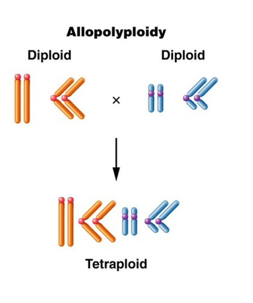 <p>polyploidy resulting from contribution of chromosomes from two different species</p>