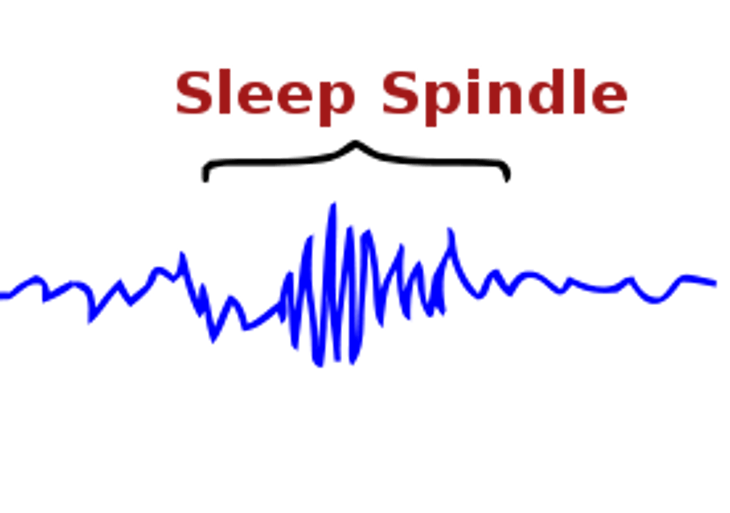 <p>bursts of rapid brain activity</p><p>(N-REM 2)</p>