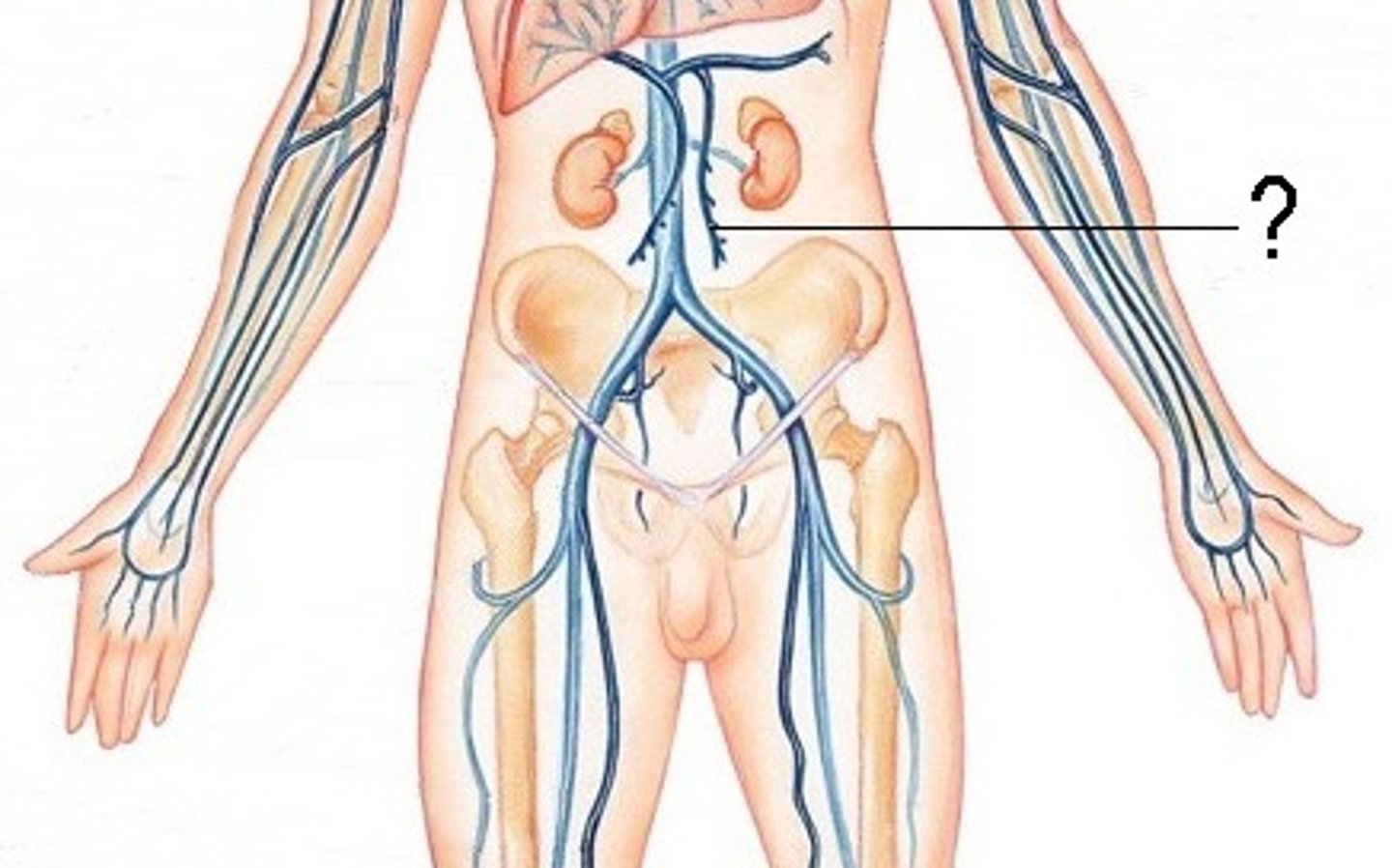 <p>drains distal portion of large intestine</p>