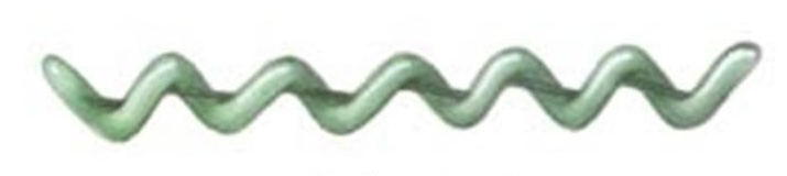 <p>Then, flexible, spiral shaped bacteria that move in a distinctive corkscrew motion. Move by means of axial filaments</p>