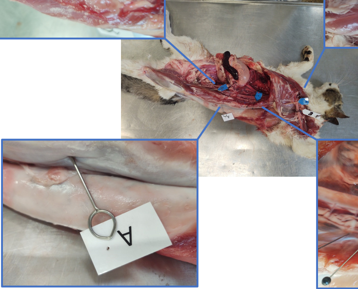 <p>M. longissimus lumborum/dorsi</p>