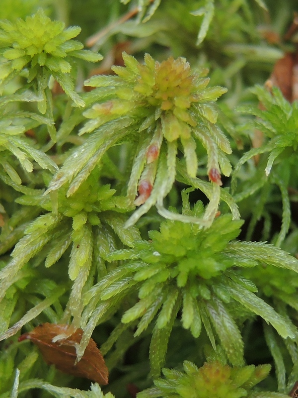 zelená “glaze lily”, červené kuličky uvnitř