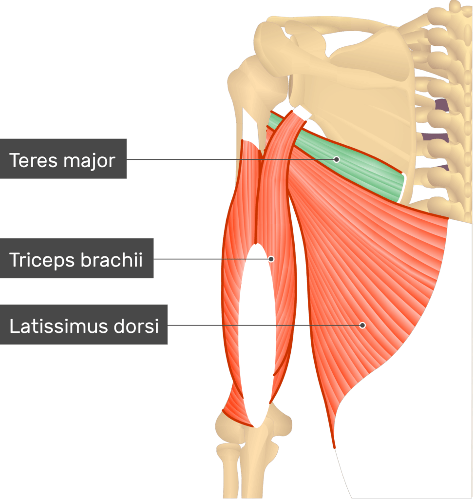 <p>a thick but flattened, rectangular muscle that extends from the inferior posterior scapula to the medial lip of the intertubercular groove of the humerus. It functions synergistically with the latissimus dorsi to extend, adduct, and internally rotate the humerus</p><p>above and beneath the lats</p>