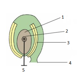 <p>immature plant ovule</p><ol><li><p>nucellus</p></li><li><p>mother cell (2n)</p></li><li><p>integuments</p></li><li><p>funicle</p></li><li><p>megaspore mother cell</p></li></ol>
